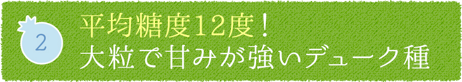 2 糖度12度！大粒で甘みが強いデューク種