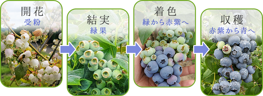 開花 結実 着色 収穫