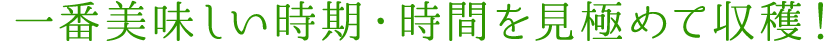 一番美味しい時期・時間を見極めて収穫！