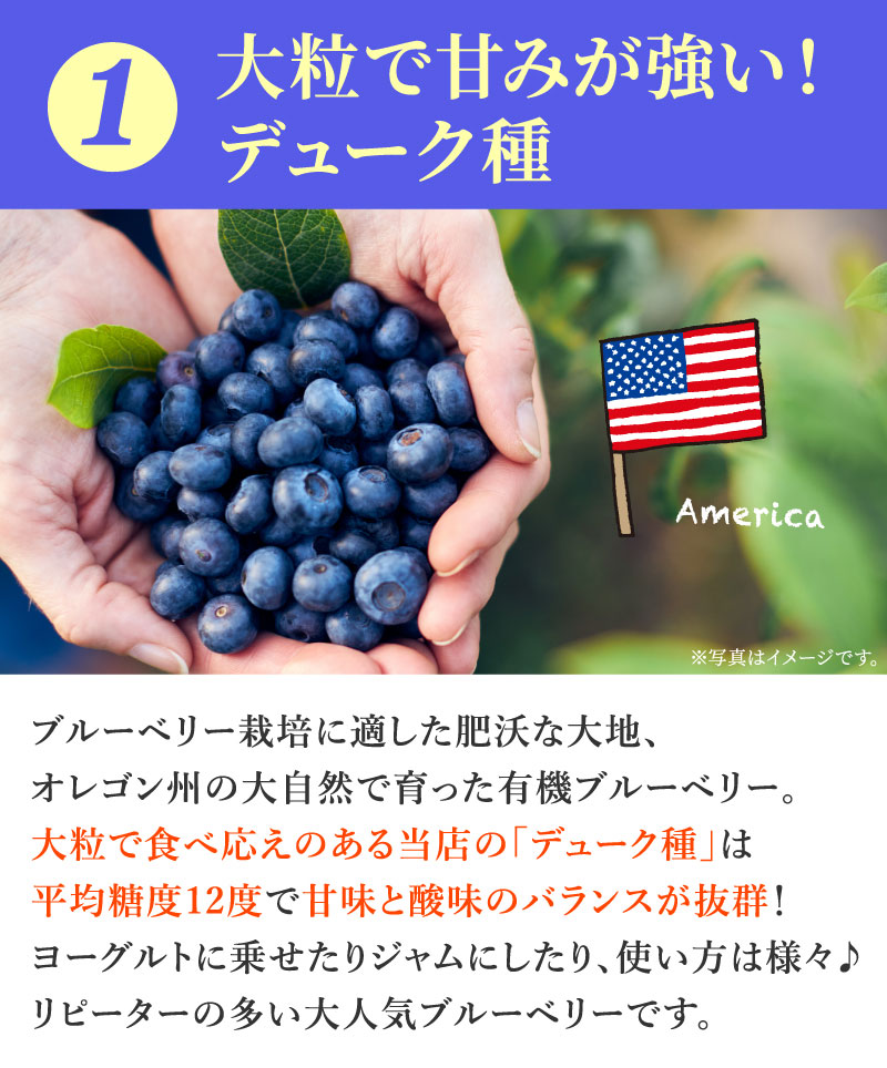 平均糖度12度以上！冷凍オーガニックブルーベリー「デューク種」栽培種／カルチ