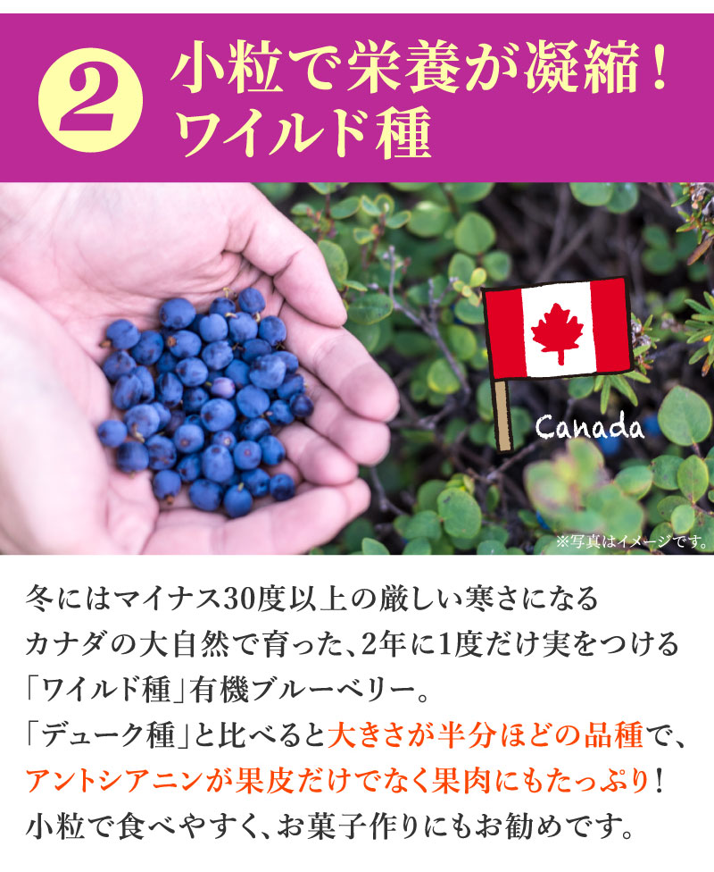 小粒で栄養が凝縮！2年に1度しか実をつけない冷凍オーガニックワイルドブルーベリー　野生種
