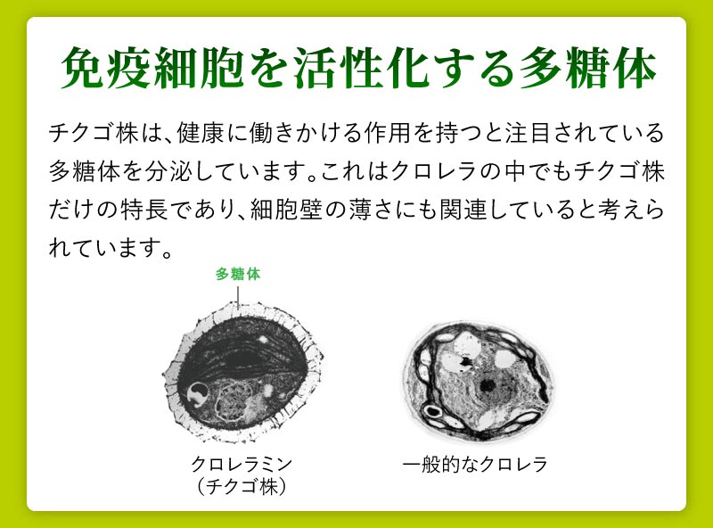 免疫細胞を活性化する多糖体