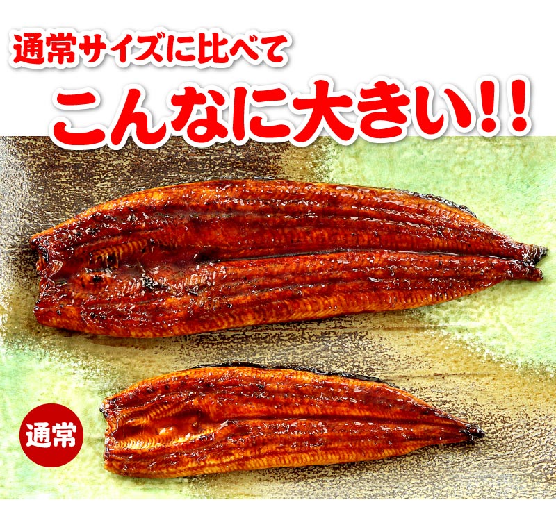 超特大うなぎはこんなに大きい