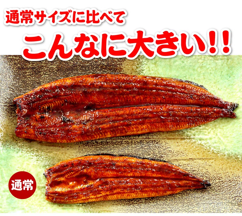 超特大うなぎはこんなに大きい