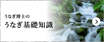 うなぎの基礎知識