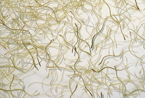 鰻稚魚（シラス・クロコ）