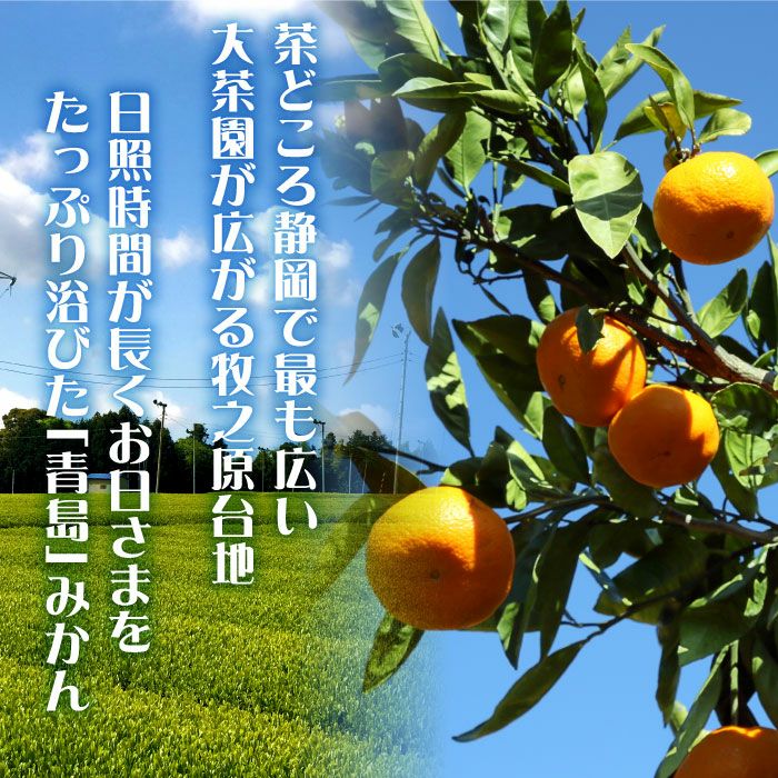 静岡県産　産地直送　青島みかん　Мサイズ 箱込み10キロ　秀品　甘い 年明け発送】JA静岡市 青島みかん 10kg箱入: ブランドショップ