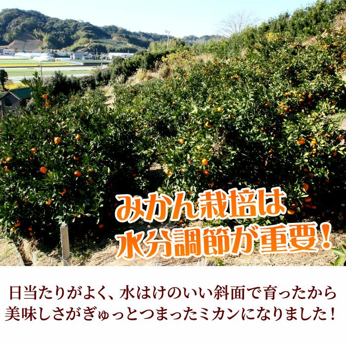 静岡県産みかんの定番 青島みかん10kg エレ・ミカン 送料無料│大五