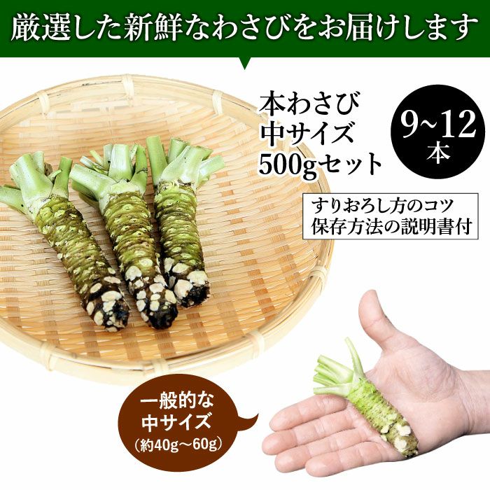 わさび栽培発祥の地「有東木」の本わさび 中サイズ500g ｜ ワサビのお