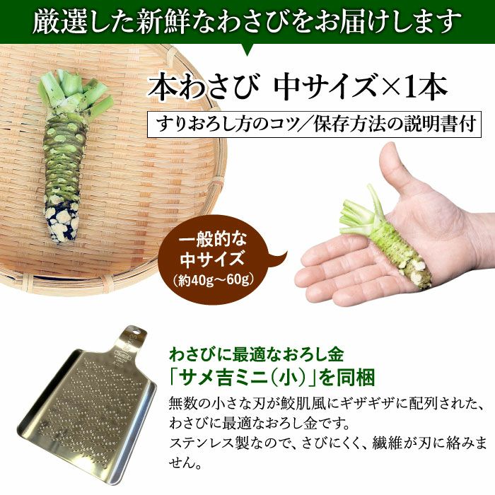 わさび栽培発祥の地「有東木」 本わさび1本＆おろし金 ｜ ワサビのお 