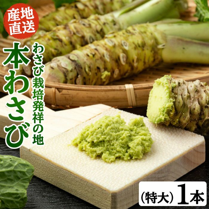 わさび栽培発祥の地「有東木」の本わさび 特大サイズ1本 ｜ ワサビのお