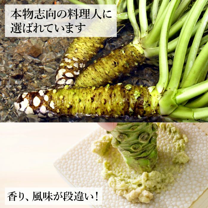 わさび栽培発祥の地「有東木」の本わさび 特大サイズ1本 ｜ ワサビのお
