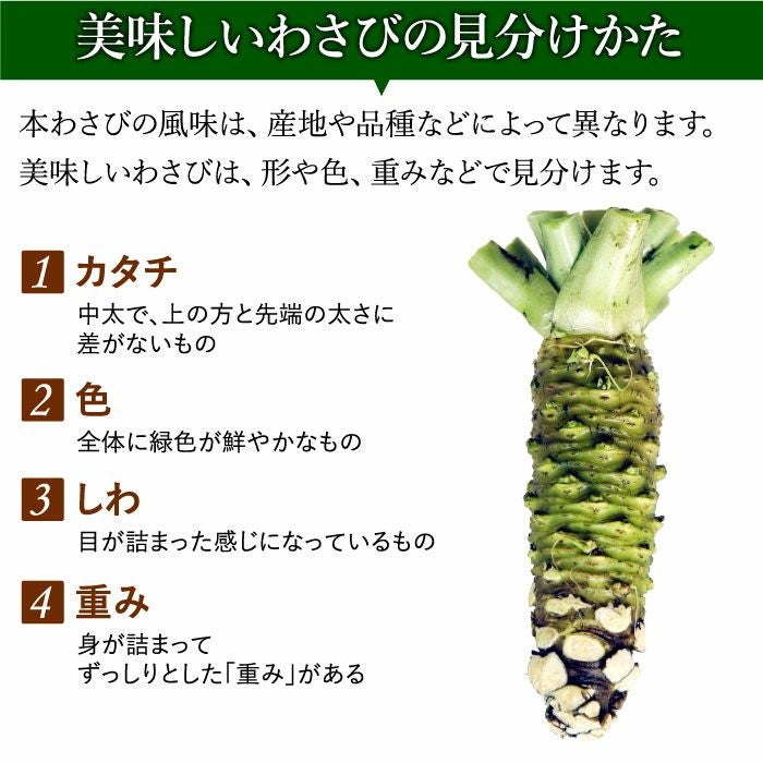 わさび栽培発祥の地「有東木」の本わさび 特大サイズ1本 ｜ ワサビのお