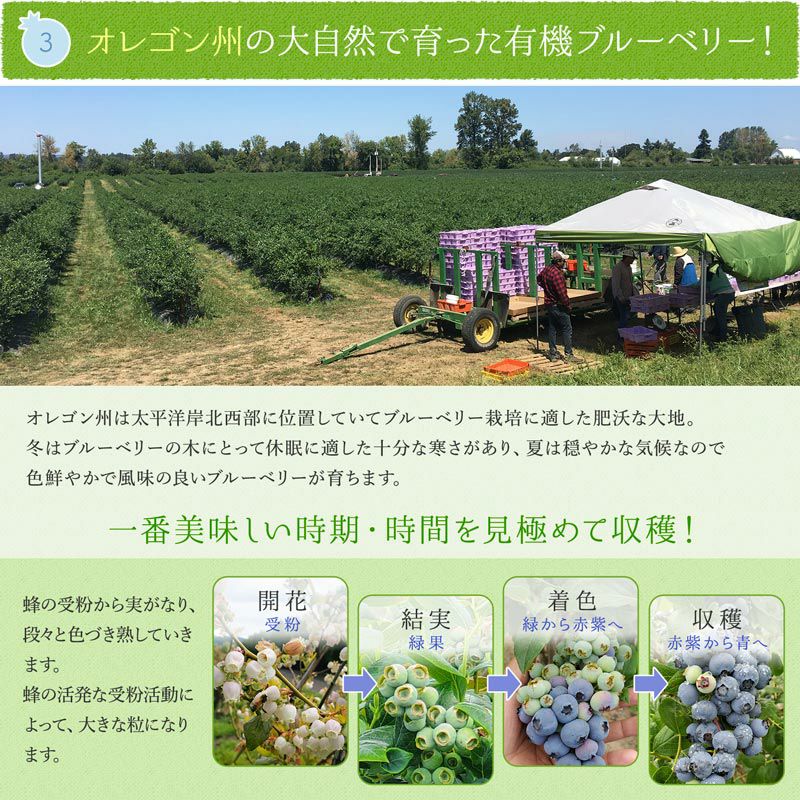 無農薬 冷凍オーガニックブルーベリー4kg（200g×20パック） 有機JAS